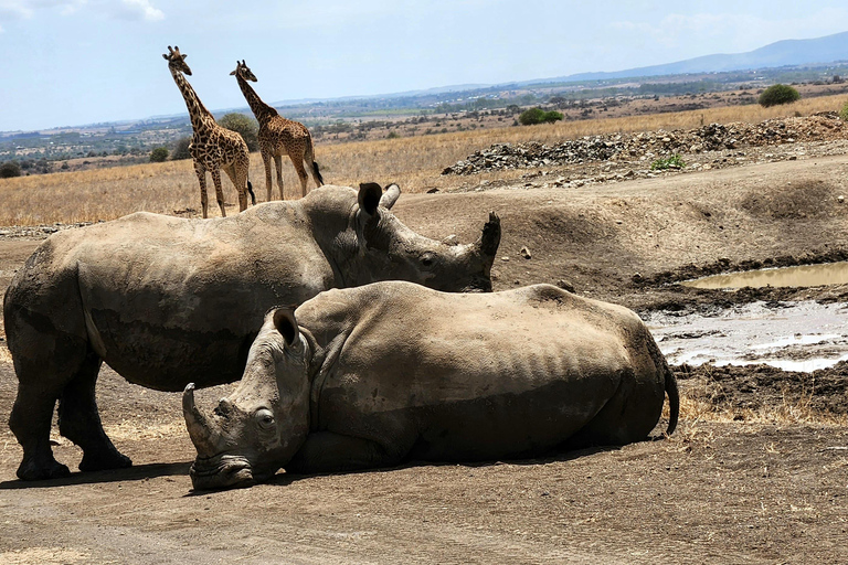 Nairobi National Park, Elephant Orphanage & Giraffe Centre