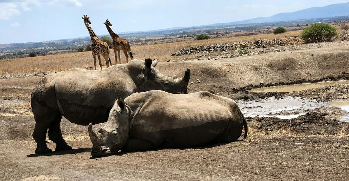 Nationaal Park Nairobi Olifantenweeshuis En Giraffencentrum Getyourguide