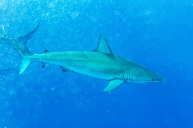 Oahu: 2 h de buceo con tiburones en la costa norte2 H de buceo con tiburones en Oahu (en jaula)