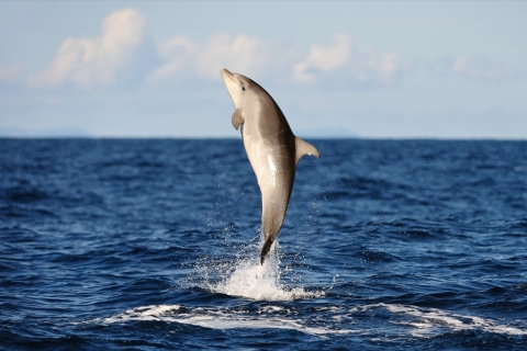 Huatulco: Observación de Delfines al Amanecer con Visita a la Playa