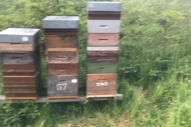 Denée : visit of beehives with tasting of local honey