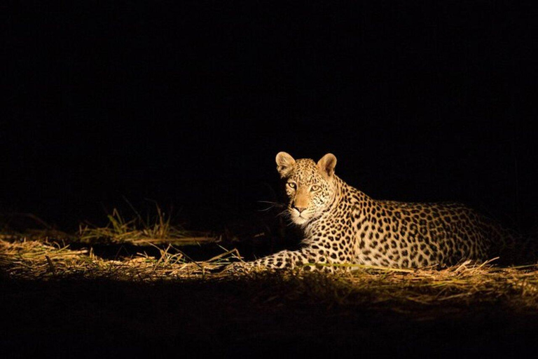 Nairobi: National Park Night Game Drive