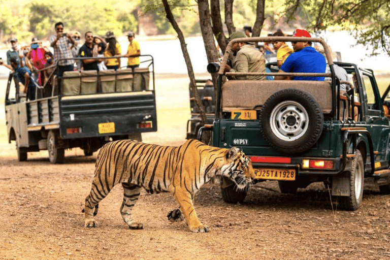 Delhi: 11 Days Golden Triangle, Ranthambore & Rajasthan Tour Tour with 4-Star Accommodation