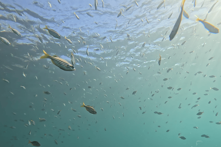 Manly Beach Guided Snorkeling Tours Open Group Tour