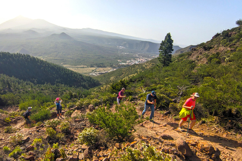 Tenerife: Hike Above Masca in Enchanted Forest with Pick-up