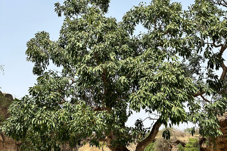 Private Ganztagestour Elite - Salalah Hauptattraktionen