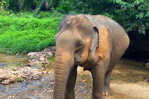 Krabi: Experiencia ética de cuidado de elefantes con traslado al hotelKrabi: Experiencia ética de cuidado de elefantes con servicio de recogida del hotel