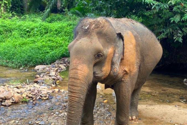 Krabi: Experiencia ética de cuidado de elefantes con traslado al hotelKrabi: Experiencia ética de cuidado de elefantes con servicio de recogida del hotel