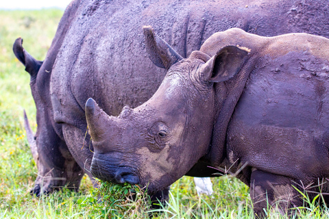 Nairobi: National Park Guided Game Drive Nairobi National Park Private Game Drive