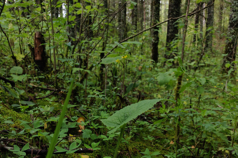 Oaxaca: Hiking in the Mushroom Forest of Cuajimoloyas