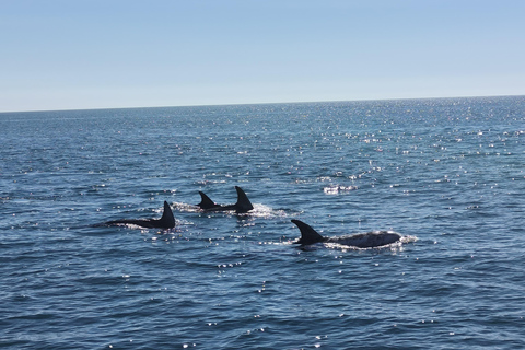 Luxury Catamaran Cruise Along Algarve Coast Half-day Luxury Catamaran Experience - Portimão