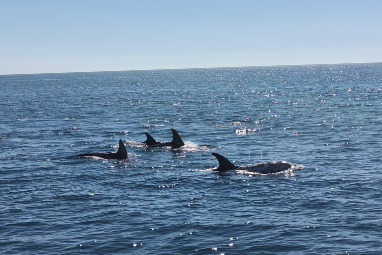 Luxury Catamaran Cruise Along Algarve Coast Half-day Luxury Catamaran Experience - Portimão