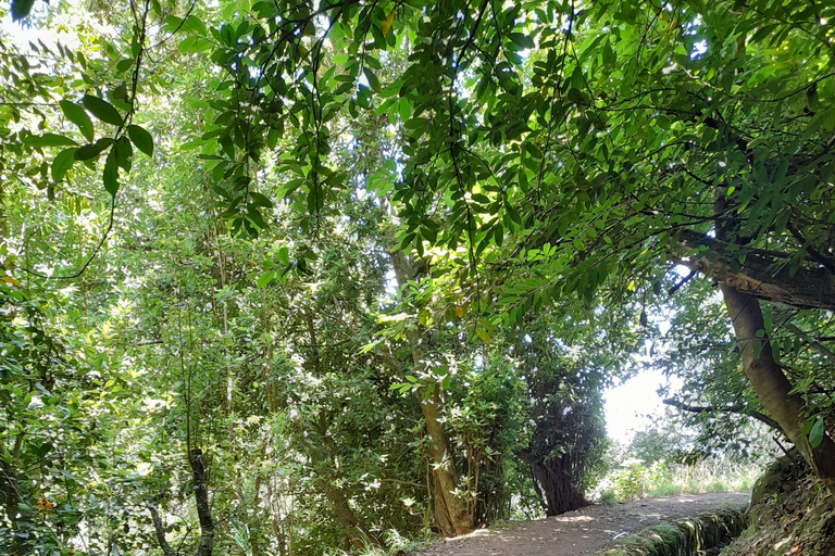 Levada Serra do Faial, Camacha