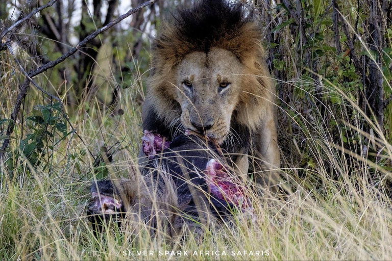 Nairobi: Safari de 7 días por los parques Amboseli, Bogoria y Maasai Mara