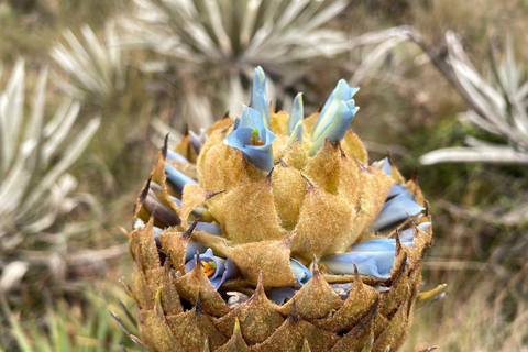 Bogotá: Mataredonda Páramo and Laguna de Teusacá Hike