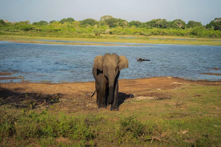 Ella: Private Yala Safari & South Coast Hotel Transfer Ella: Private Yala Safari & South Coast Hotel Transfer