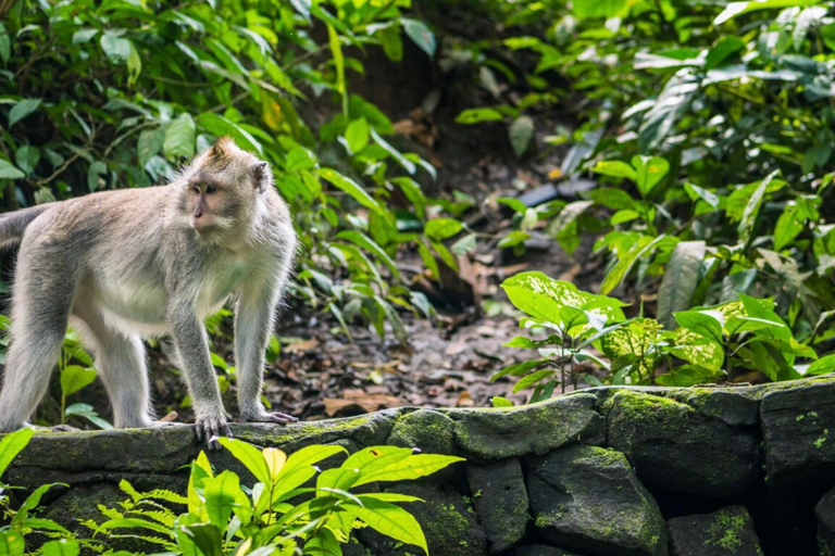 Ubud: foresta delle scimmie, tempio, terrazze di riso, cascata nascostaTour privati