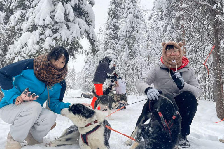 Levi: 5 Km Husky Sledding Ride in Levi