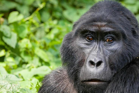 5 Dagen Luxe Oeganda Gorilla en Chimpansee Safari