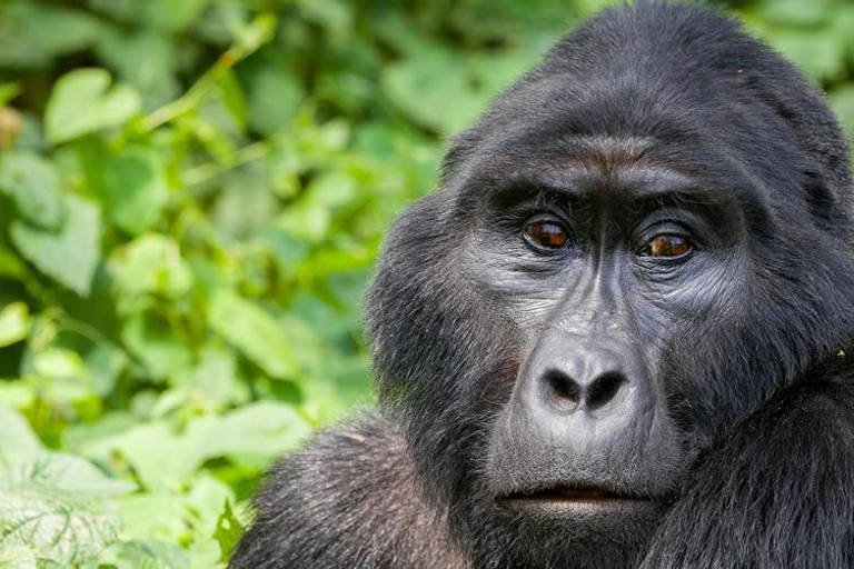 5 Dagen Luxe Oeganda Gorilla en Chimpansee Safari