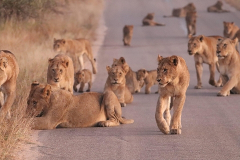 Safari al Parque Kruger desde Maputo