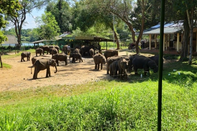 Excursión de un día al safari de Udawalawe desde Bentota/Aluthgama/Ahungalla