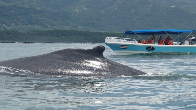 Visit WHALE & DOLPHIN WATCHING IN UVITA COSTA RICA in Haidong, China