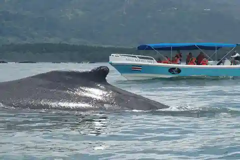 WHALE & DOLPHIN WATCHING IN UVITA COSTA RICA
