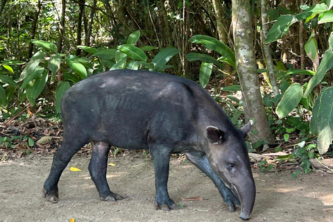 Parque Nacional Corcovado, Estação San Pedrillo, Caminhada de 1 dia