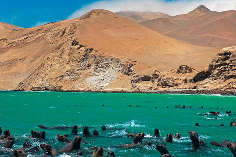From Lima: Ballestas Islands + Huacachina Oasis 1-Day
