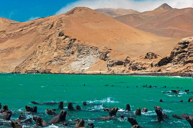 From Lima: Ballestas Islands + Huacachina Oasis 1-Day