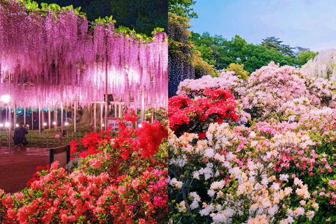 Tokyo : Hitachi Coastal Park & Adachi Wisteria Lighting Tour