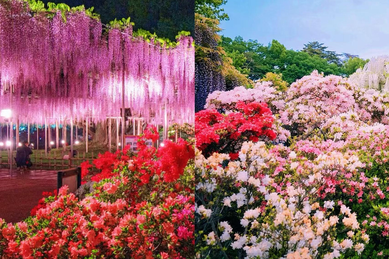 Tokyo : Hitachi Coastal Park & Adachi Wisteria Lighting Tour