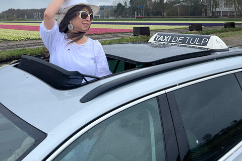 Lisse: Private Tulip Fields Tour with a Local Guide 1h Tour