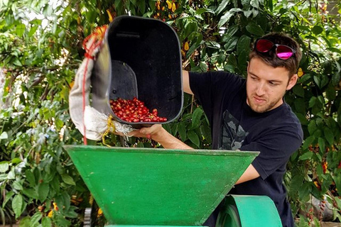 Medellín: 1-dniowa wycieczka do Guatapé i na farmę kawyGuatapé, farma kawy i łódź