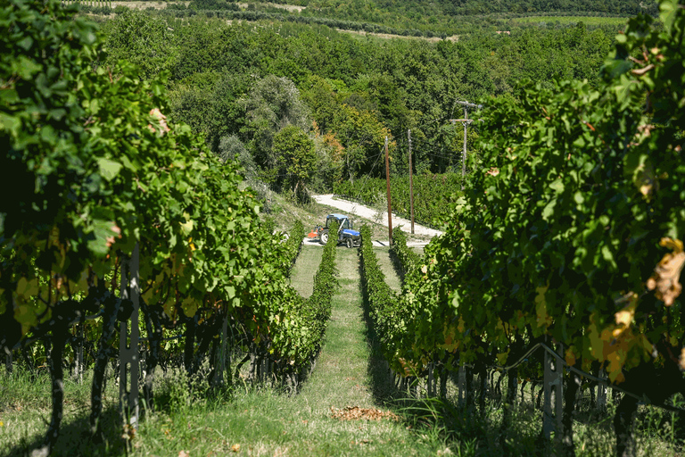 Desde Salónica: Cata de vinos Pella-Edessa-Naousa