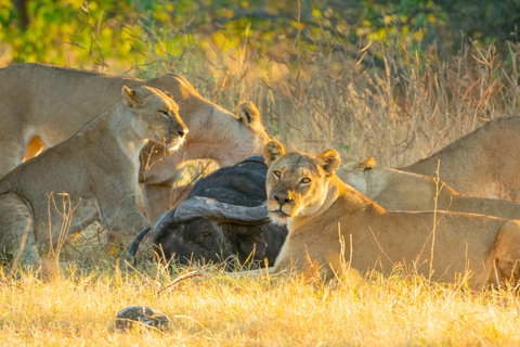 Ciudad del Cabo: Safari de 3 días a Inverdoorn con alojamiento