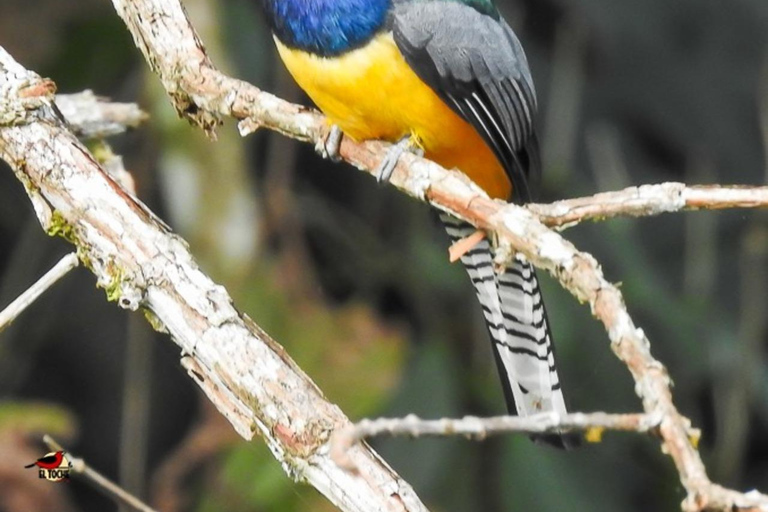 Observation des oiseaux TOUT compris - Depuis Medellín