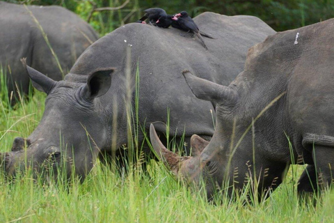 Ab Kigali: 2-tägige Akagera-Nationalpark-Safari mit Boot