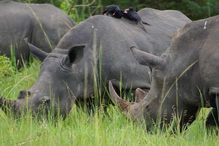 Ab Kigali: 2-tägige Akagera-Nationalpark-Safari mit Boot