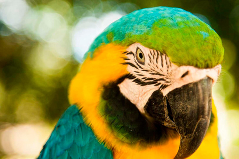 De Iquitos | Excursão - Nascer do sol e avistamento em 5 dias