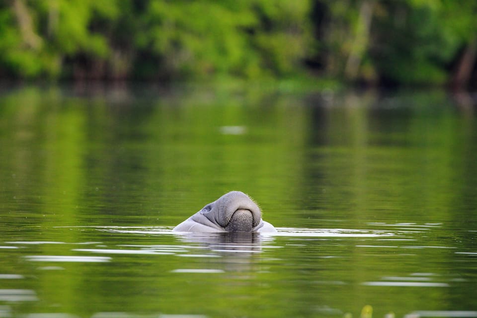 Silver Springs Manatee Kayaking Tour | GetYourGuide