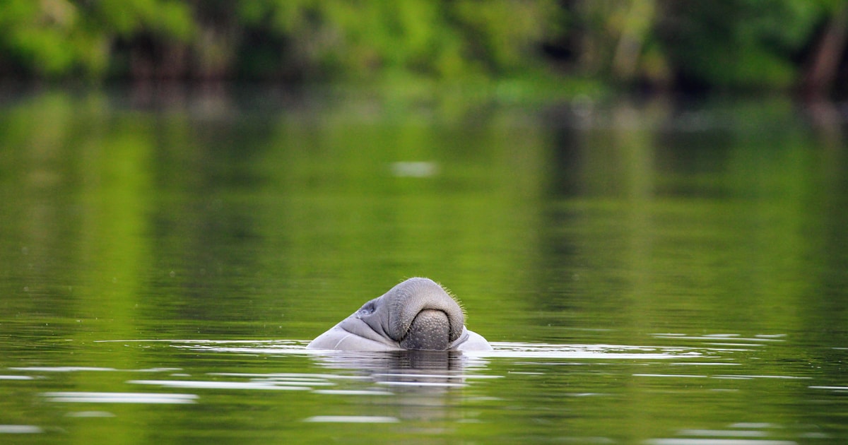 Silver Springs Manatee Kayaking Tour | GetYourGuide