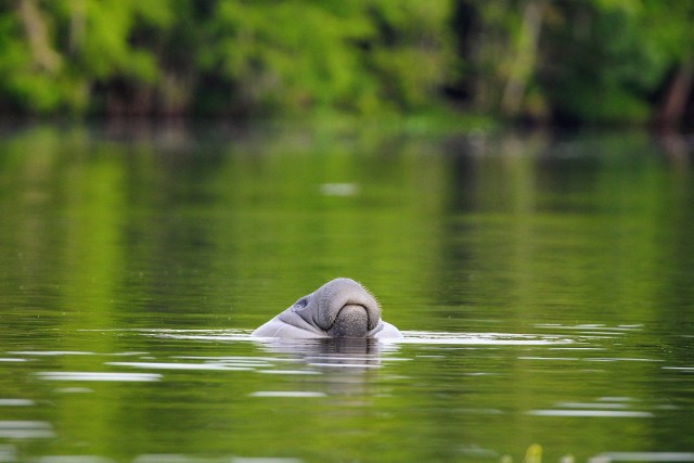 Visit Silver Springs Manatee Kayaking Tour in Ocala National Forest
