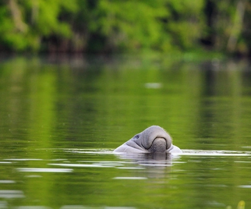 Silver Springs Manatee Kayaking Tour