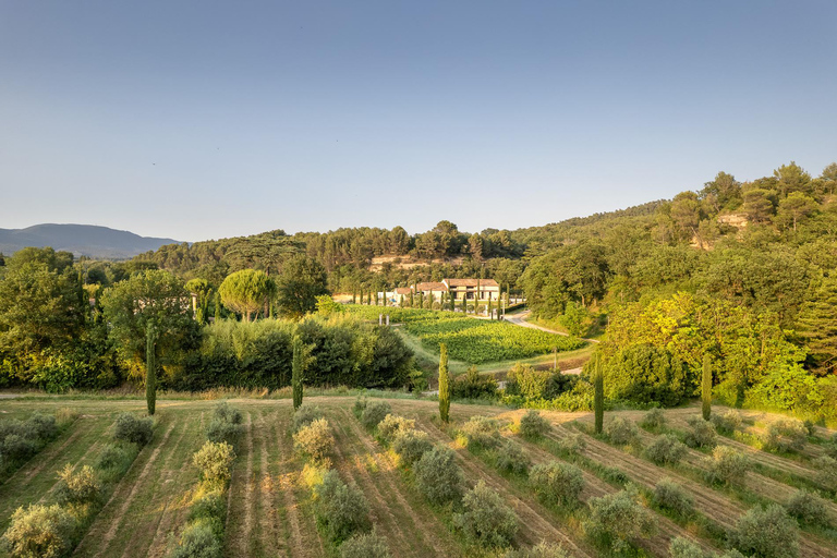 Self tour of the olive oil mill &amp; olive oil tasting