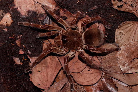 De Madre de Dios | Caminhada noturna na Floresta Amazônica