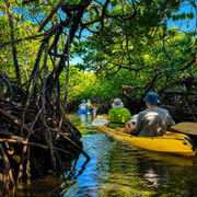 Hidden Waterways Stingray & Mangrove Tour (Self Guided)