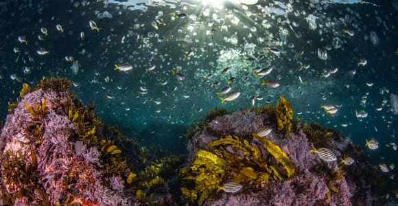 Sydney: Guided Shore Scuba Dives with Equipment Rental