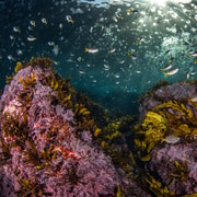 Sydney: Guided Shore Scuba Dives with Equipment Rental